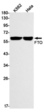 FTO (19W13) Rabbit Monoclonal Antibody