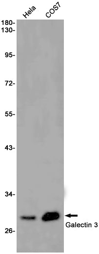 Galectin 3 (14F17) Rabbit Monoclonal Antibody