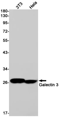 Galectin 3 (3E18) Rabbit Monoclonal Antibody