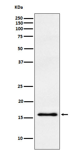 gamma Synuclein (4A4) Rabbit Monoclonal Antibody