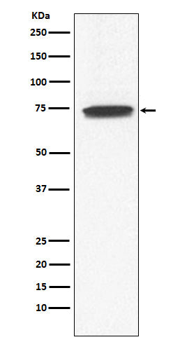 GCYA3 (12V4) Rabbit Monoclonal Antibody