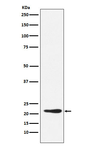 GDF3 (13A5) Rabbit Monoclonal Antibody