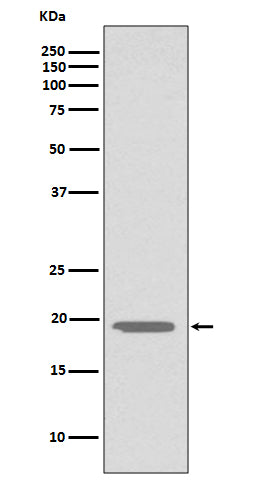 Glucagon (11X2) Rabbit Monoclonal Antibody