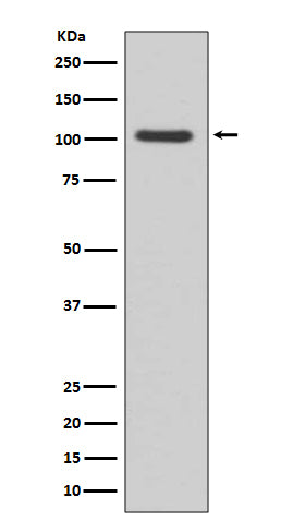 GluR1 (12Y10) Rabbit Monoclonal Antibody