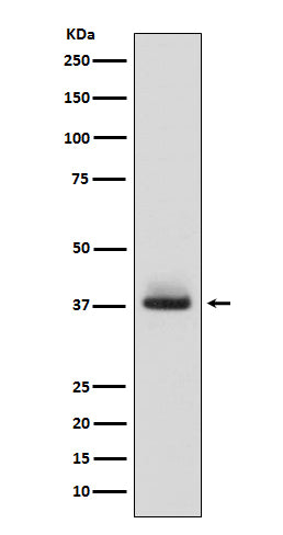 Glycophorin A (CD235a) (11C9) Rabbit Monoclonal Antibody
