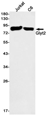 Glyt2 (2R1) Rabbit Monoclonal Antibody