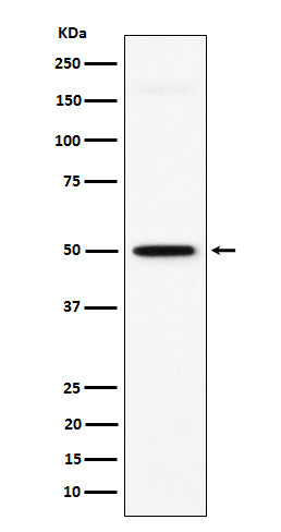 GPA33 (3I9) Rabbit Monoclonal Antibody