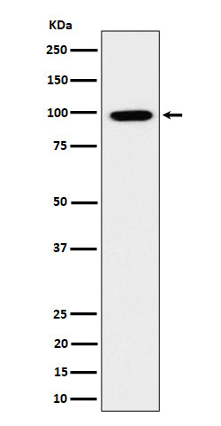 GRAF (2M19) Rabbit Monoclonal Antibody