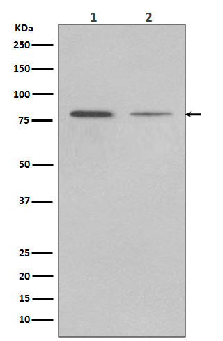 GRP78 BiP (11J12) Rabbit Monoclonal Antibody