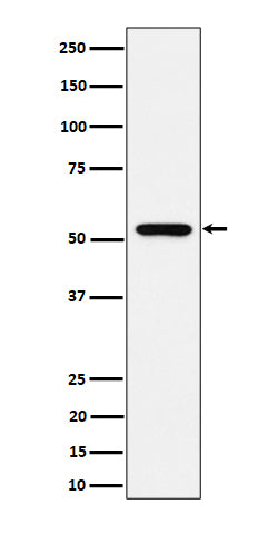 GRSF1 (18C16) Rabbit Monoclonal Antibody