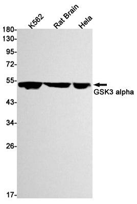GSK3 alpha (2M16) Rabbit Monoclonal Antibody