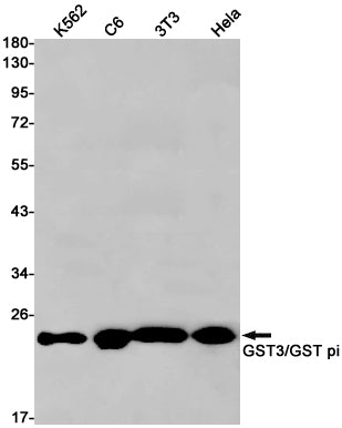 GST3 / GSTP1 (18V4) Rabbit Monoclonal Antibody