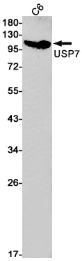 HAUSP / USP7 (17N8) Rabbit Monoclonal Antibody