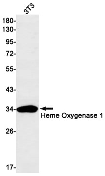 Heme Oxygenase 1 (1F4) Rabbit Monoclonal Antibody