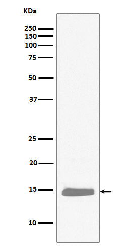 Hemoglobin subunit alpha (15Z4) Rabbit Monoclonal Antibody
