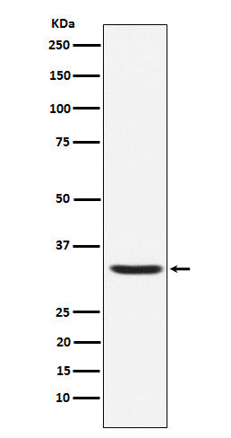 Hepcidin (16X4) Rabbit Monoclonal Antibody