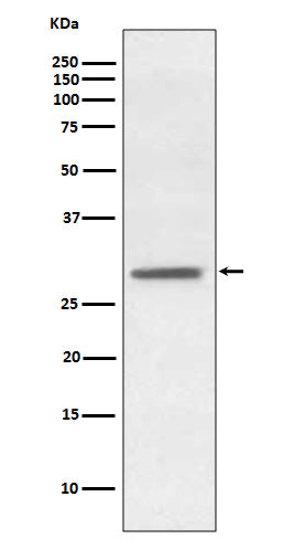 Hes1 (5S7) Rabbit Monoclonal Antibody