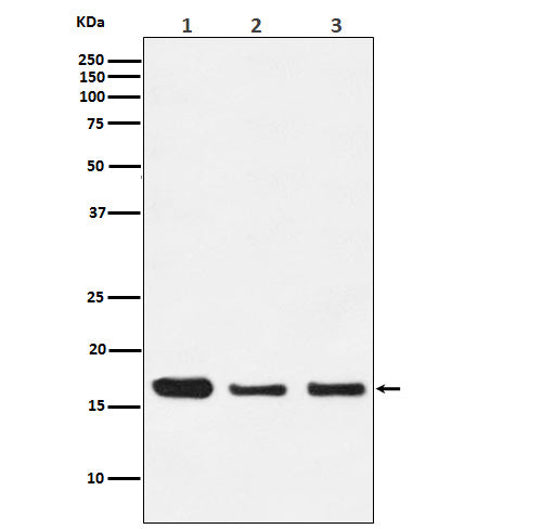 HES5 (17S12) Rabbit Monoclonal Antibody