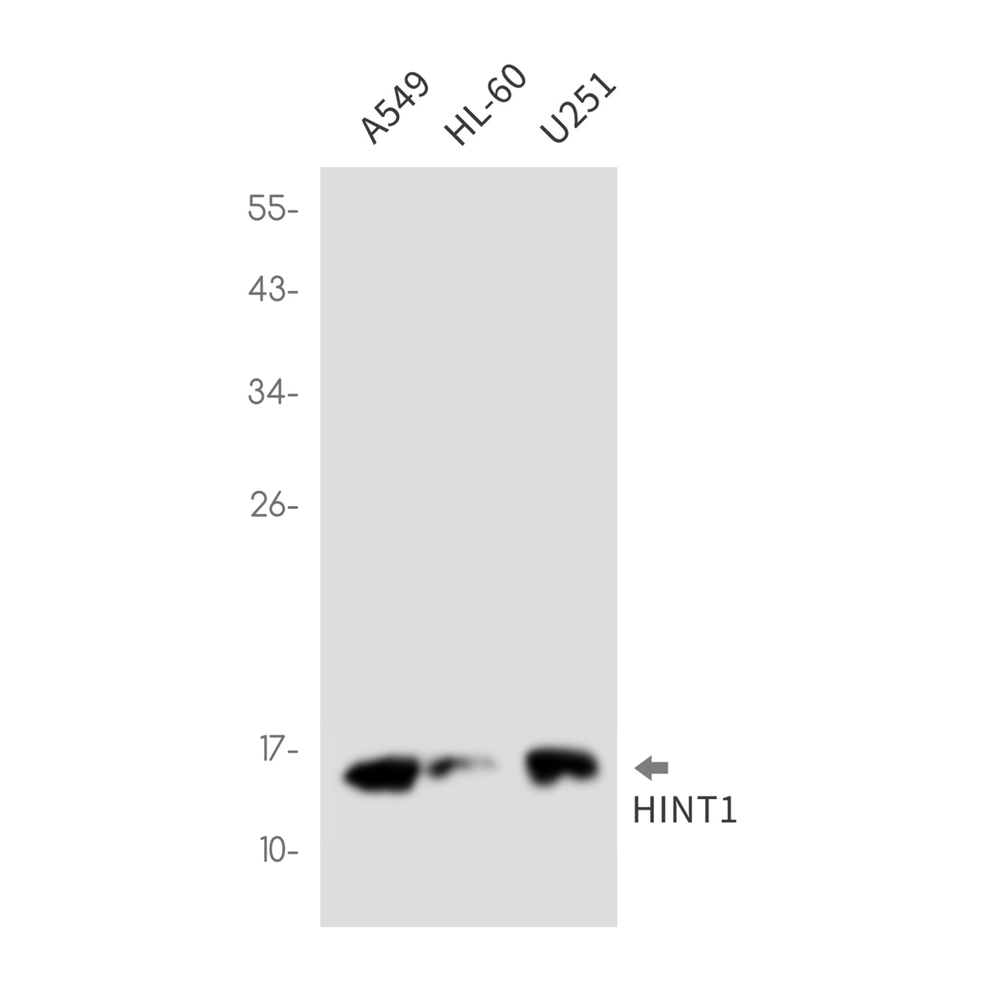 HINT1 (1G3) Rabbit Monoclonal Antibody