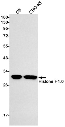 Histone H1.0 (10F13) Rabbit Monoclonal Antibody