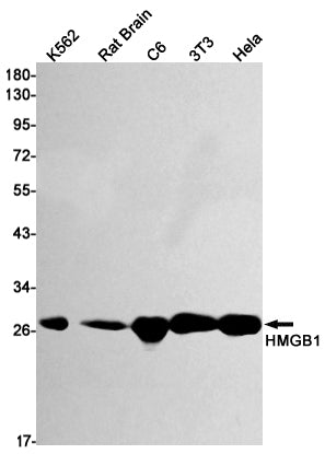 HMGB1 (2P7) Rabbit Monoclonal Antibody