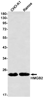HMGB2 (1V18) Rabbit Monoclonal Antibody