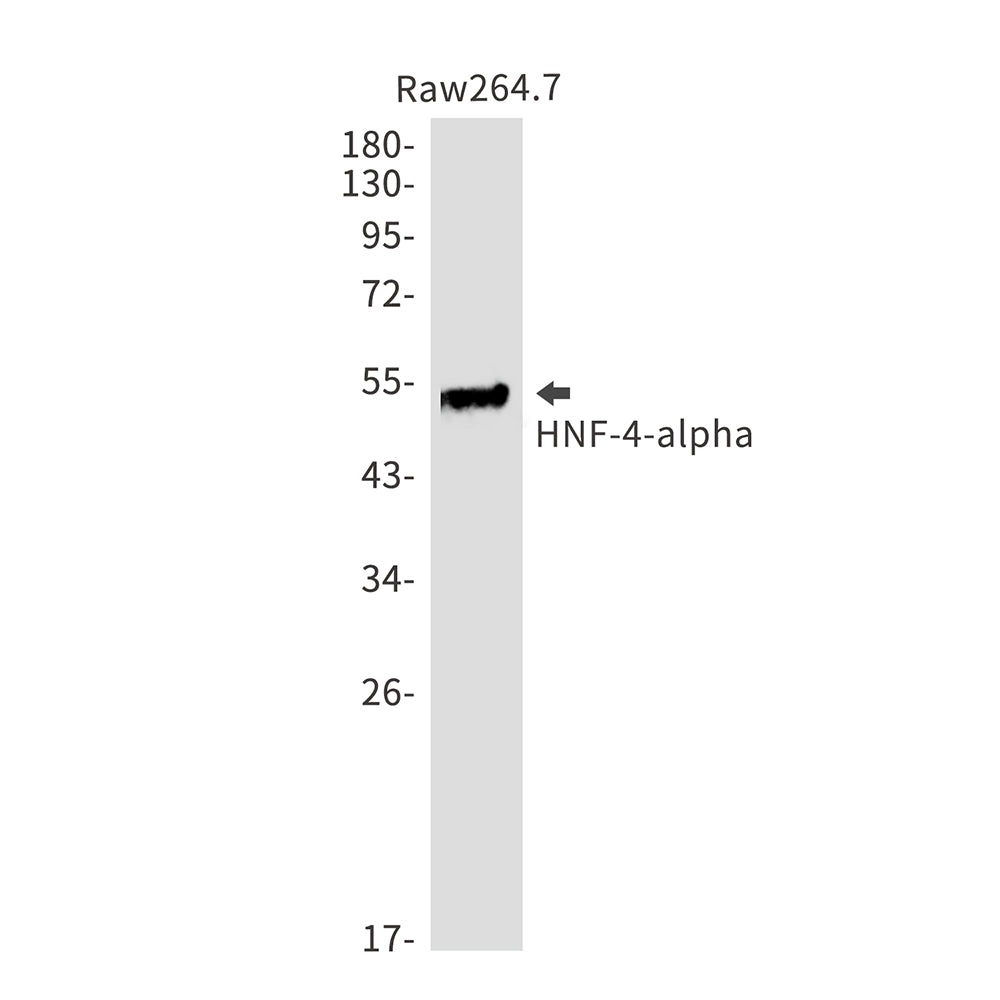 HNF 4 alpha (9Z3) Rabbit Monoclonal Antibody