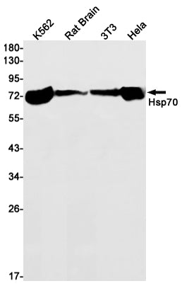 Hsp70 1B (5Z4) Rabbit Monoclonal Antibody