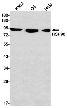 Hsp90 (14P3) Rabbit Monoclonal Antibody
