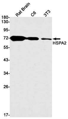 HSPA2 (15B13) Rabbit Monoclonal Antibody