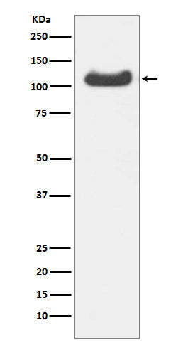 HSPA4 (16T9) Rabbit Monoclonal Antibody