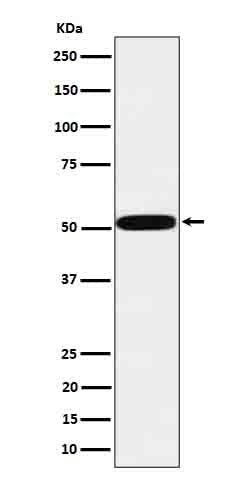 htrA1 (3H19) Rabbit Monoclonal Antibody
