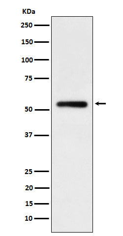 Human IgG1 (2E5) Rabbit Monoclonal Antibody
