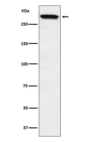 Huntingtin (2P4) Rabbit Monoclonal Antibody