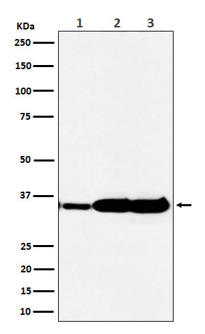 HuR / ELAVL1 (6W9) Rabbit Monoclonal Antibody