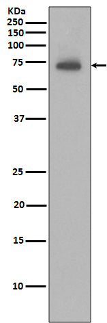 IAP2 (5S6) Rabbit Monoclonal Antibody