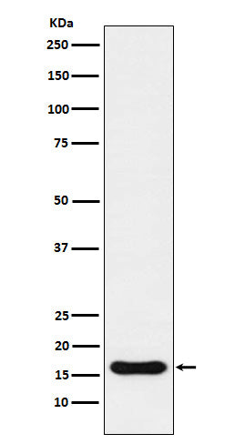 Iba1 (17Z18) Rabbit Monoclonal Antibody