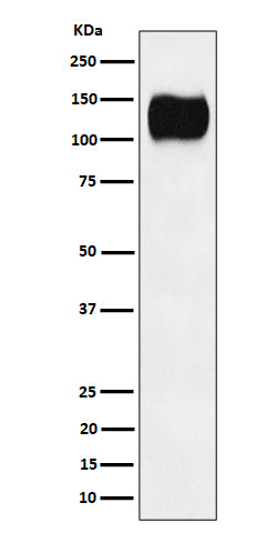 ICAM3 / CD50 (11F8) Rabbit Monoclonal Antibody