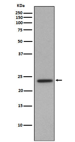 Id1 (5M1) Rabbit Monoclonal Antibody