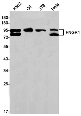 IFNGR1 (17F15) Rabbit Monoclonal Antibody