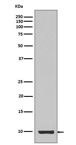 IGF1 (17Q4) Rabbit Monoclonal Antibody