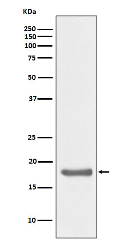 IL10 (8U9) Rabbit Monoclonal Antibody