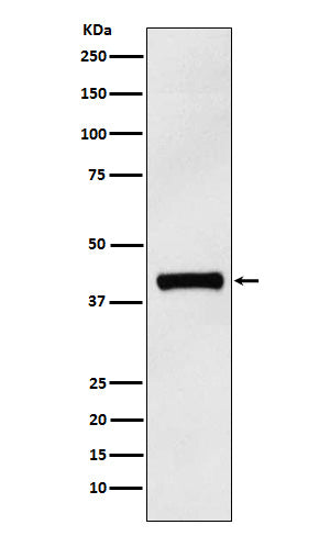 IL12 p40 (19Q5) Rabbit Monoclonal Antibody