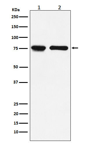 IL7R alpha/CD127 (3J9) Rabbit Monoclonal Antibody