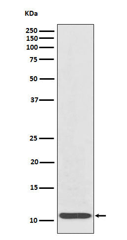IL8 (6Z6) Rabbit Monoclonal Antibody