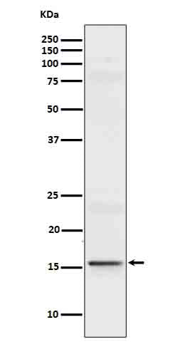 IL9 (14B18) Rabbit Monoclonal Antibody