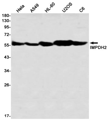 IMPDH2 (12M4) Rabbit Monoclonal Antibody