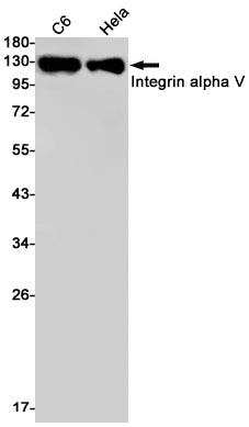Integrin alpha V (4Z14) Rabbit Monoclonal Antibody