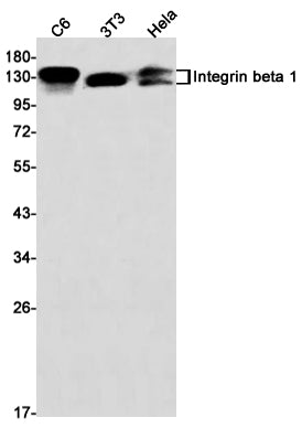 Integrin beta 1 (8O17) Rabbit Monoclonal Antibody