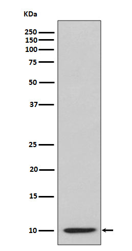IP10 (3O16) Rabbit Monoclonal Antibody
